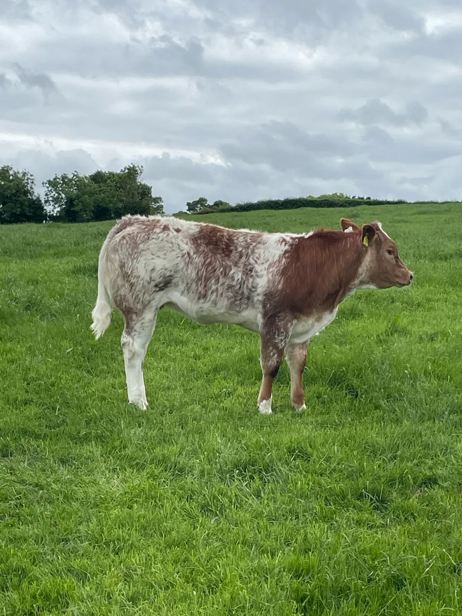 Weanling heifer - Image 1