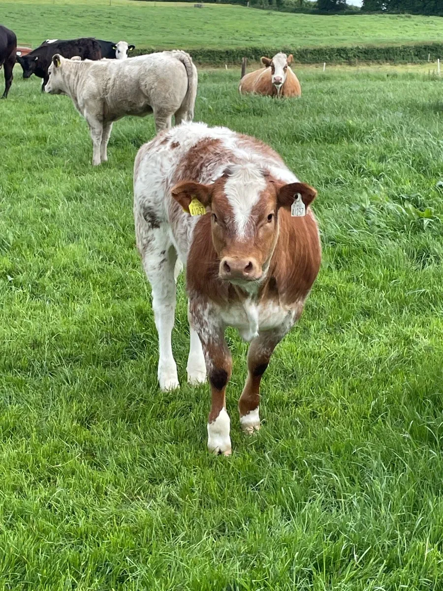 Weanling heifer - Image 2