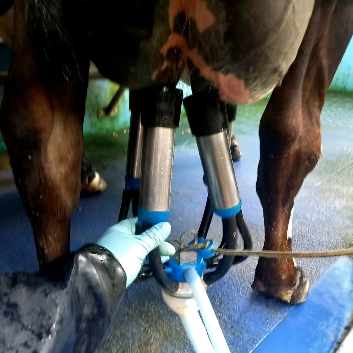 Milker/Relief milker available. - Image 1