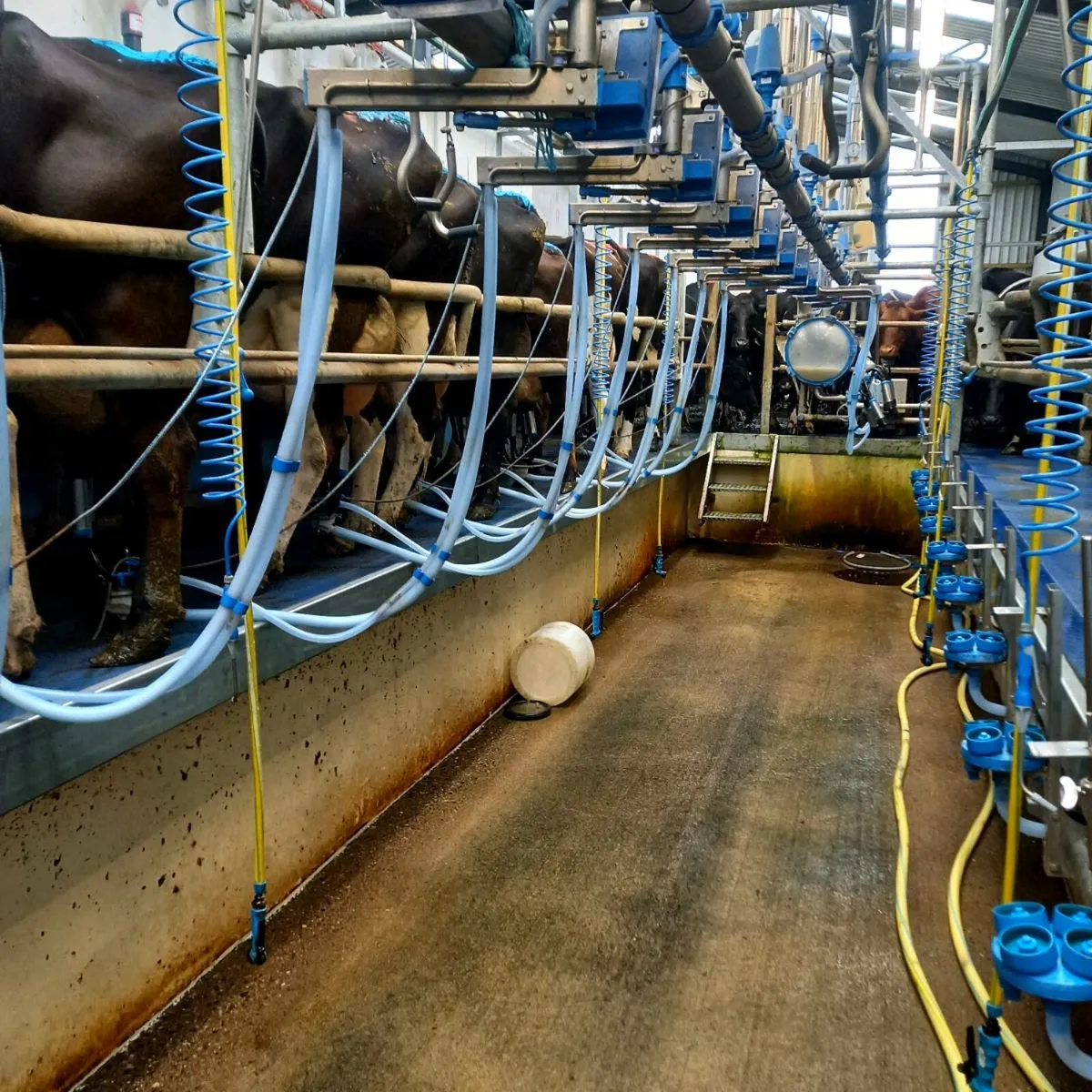 Milker/Relief milker available. - Image 2