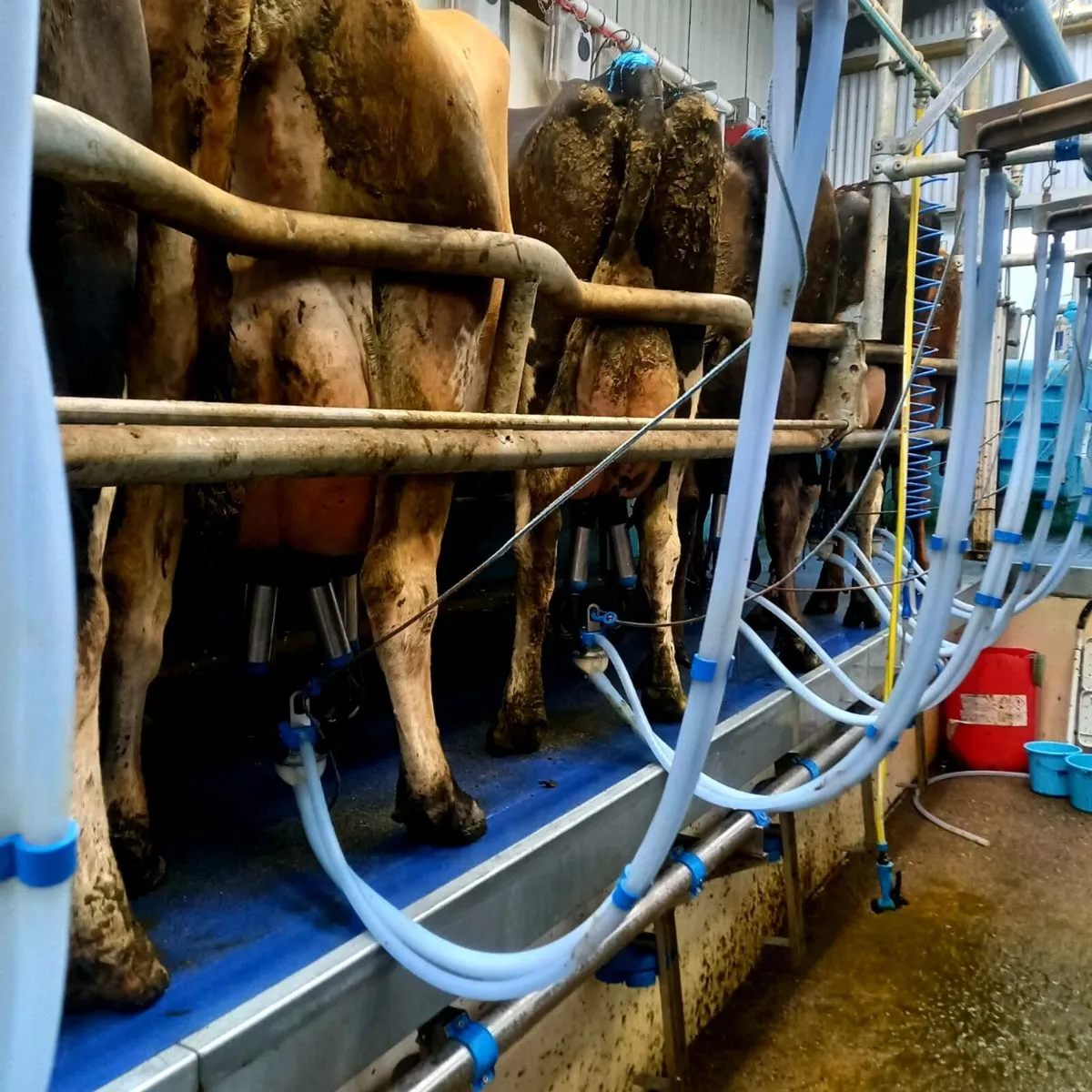 Milker/Relief milker available. - Image 3