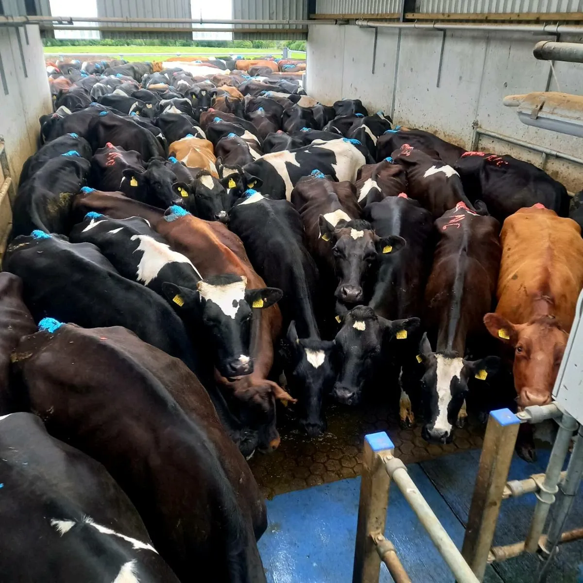 Milker/Relief milker available. - Image 4