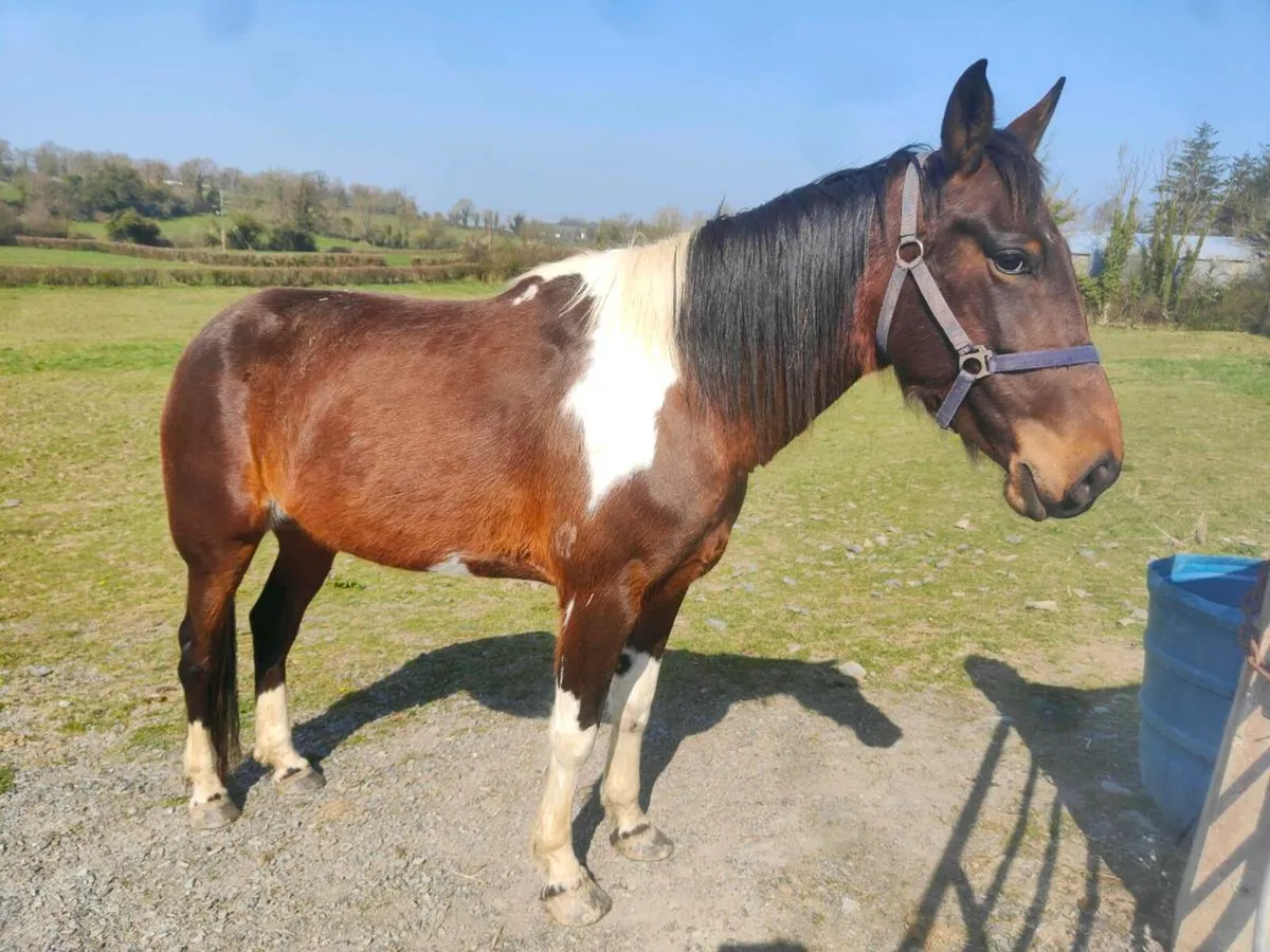 6 Year old Mare - Image 1