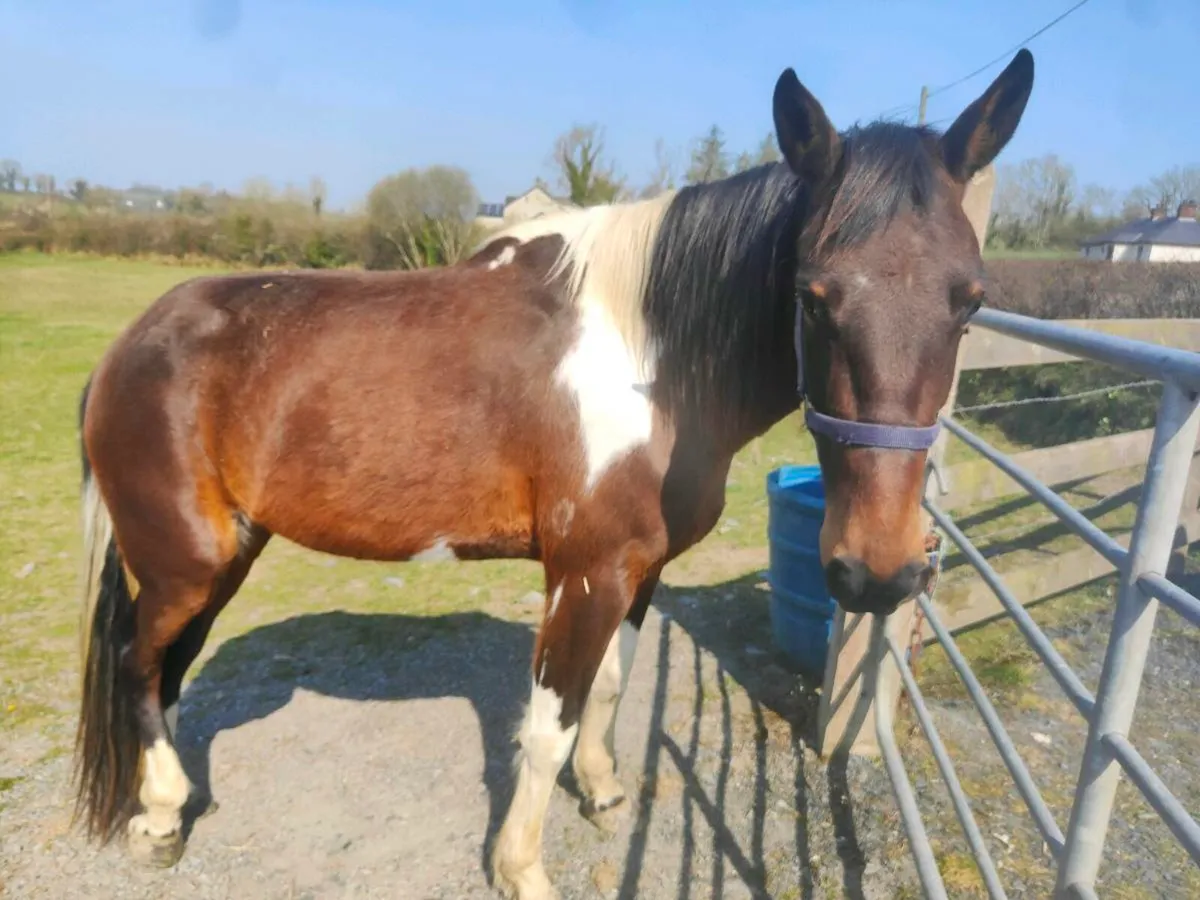 6 Year old Mare - Image 2