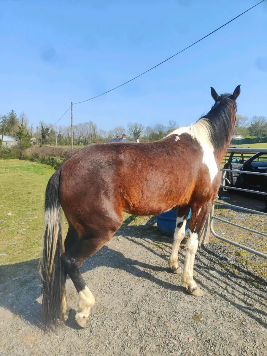 6 Year old Mare - Image 3