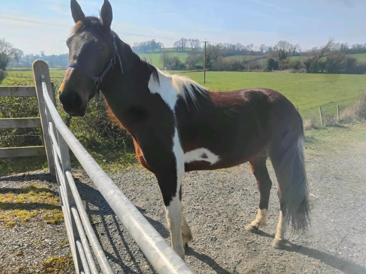 6 Year old Mare - Image 4