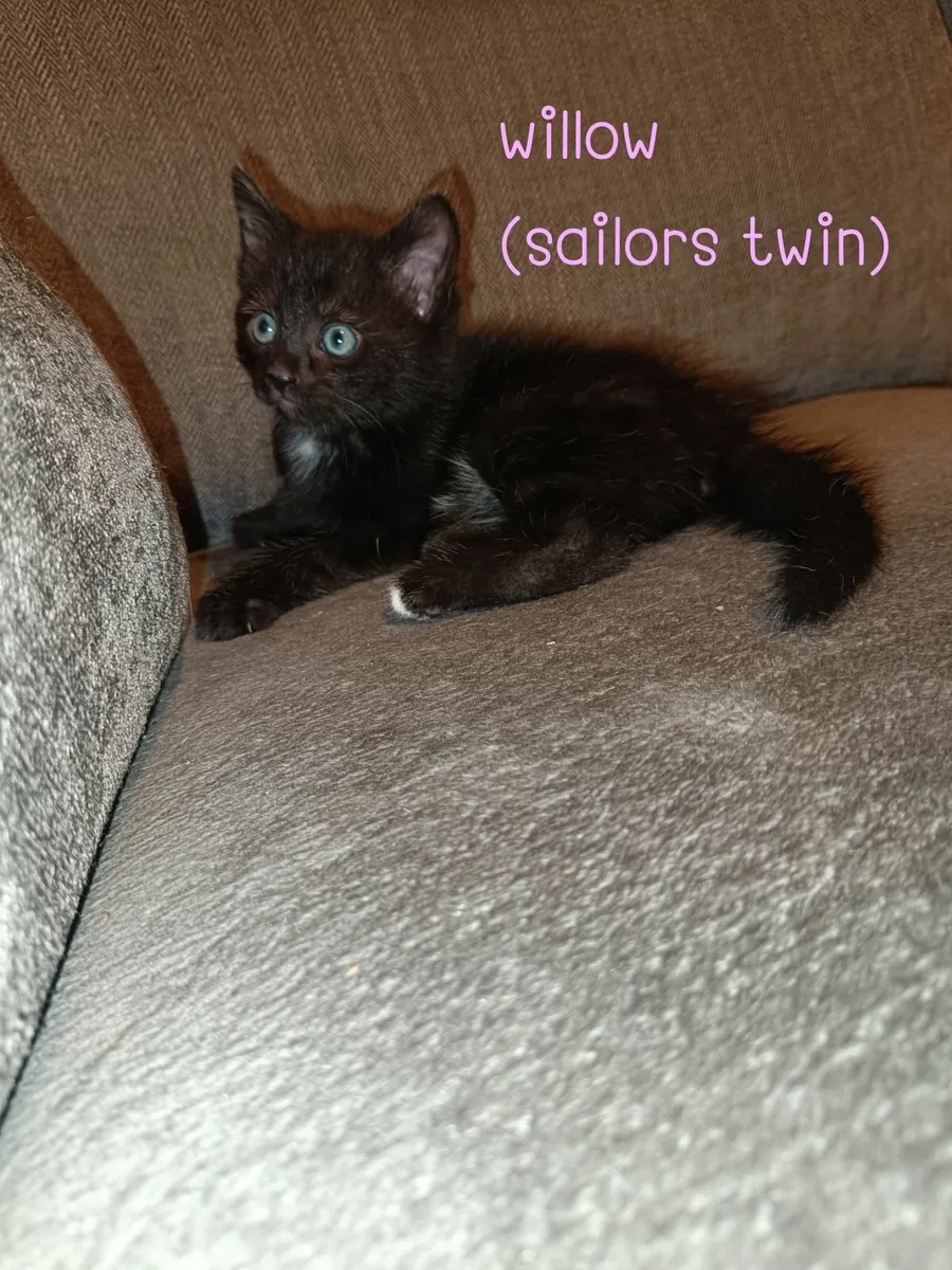 Kittens for rehoming - Image 1