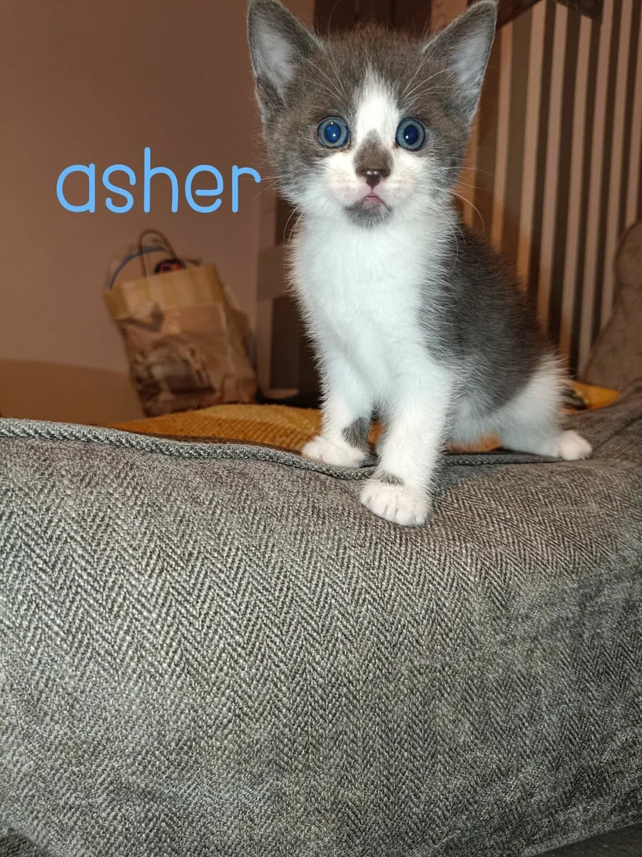 Kittens for rehoming - Image 2
