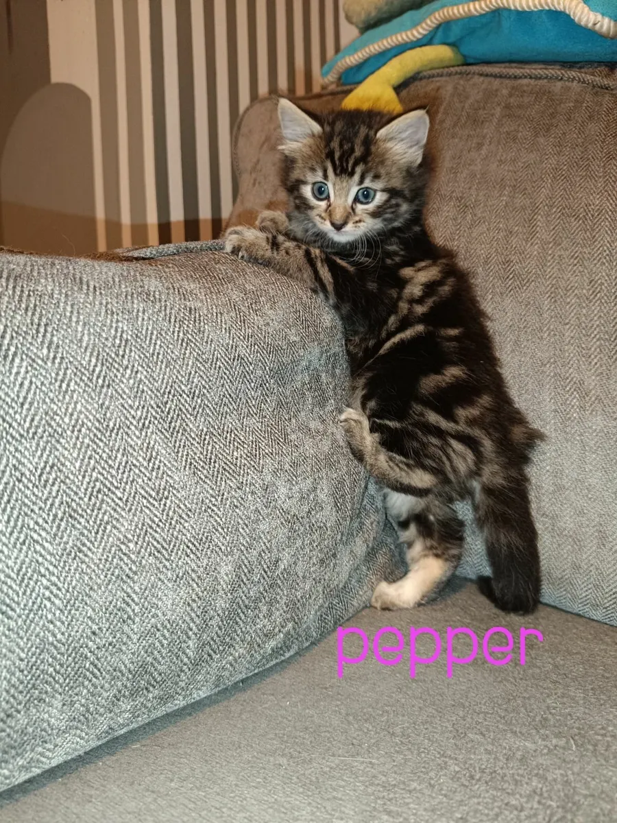 Kittens for rehoming - Image 3