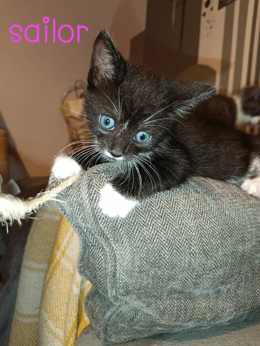 Kittens for rehoming - Image 4