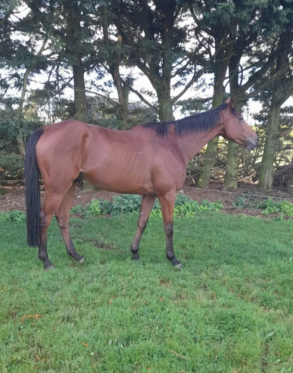 3yo El Salvador geldings - Image 1