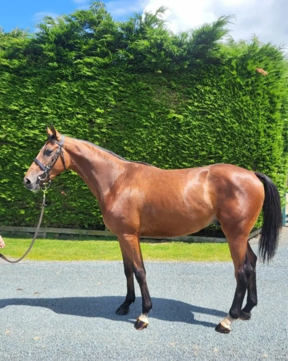 3yo El Salvador geldings - Image 2