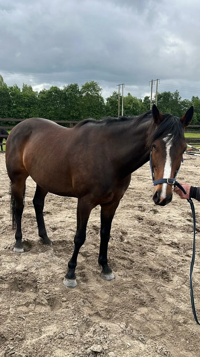 5year old filly - Image 1