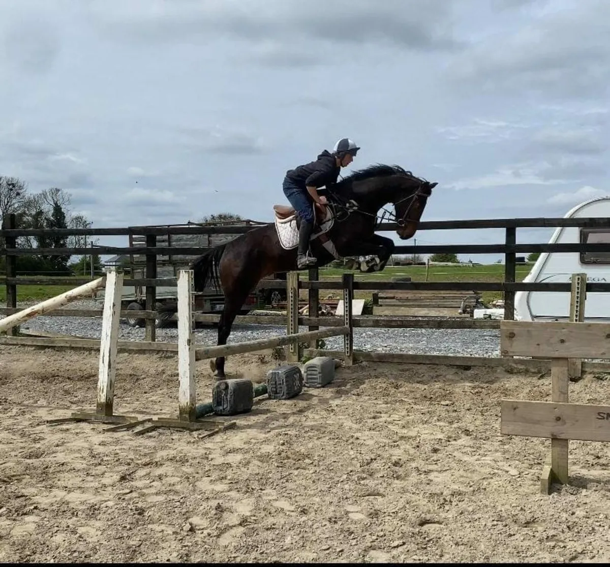 5year old filly - Image 2