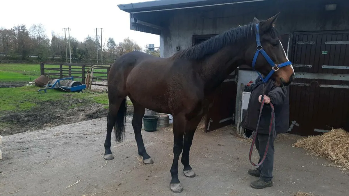 5year old filly - Image 3
