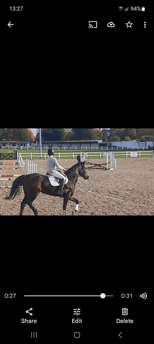5year old filly - Image 4