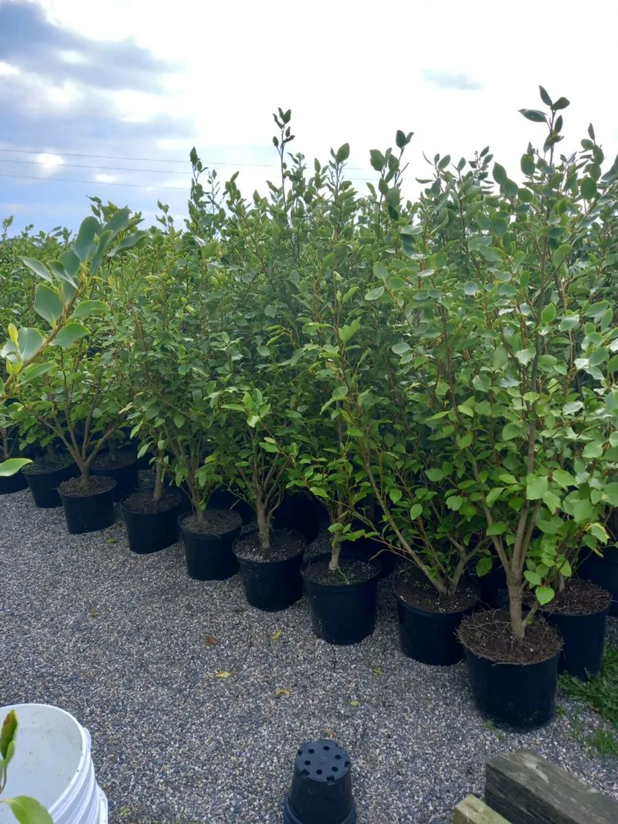 Hedging plants - Image 3