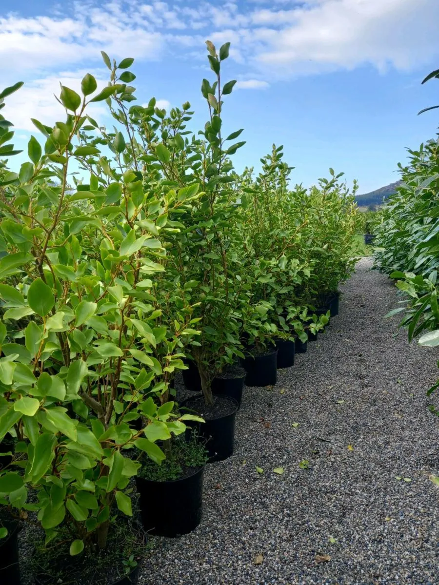 Hedging plants - Image 4
