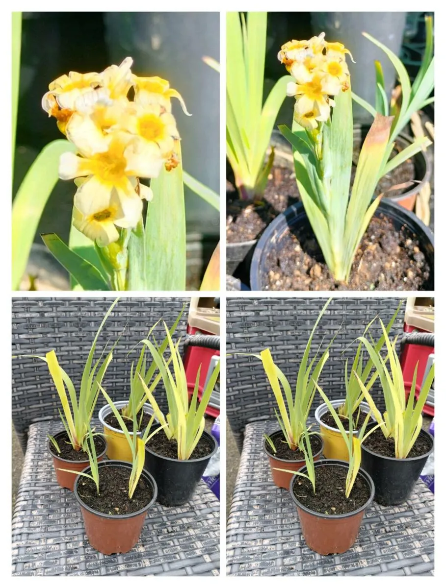 Yellow Mexican satin flower plant
Pale yellow-eyed - Image 1