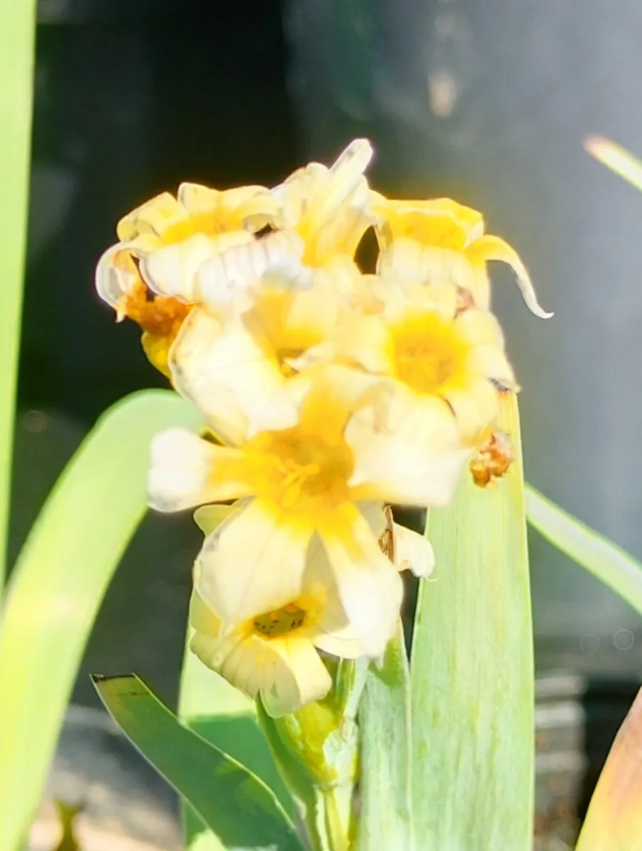 Yellow Mexican satin flower plant
Pale yellow-eyed - Image 3
