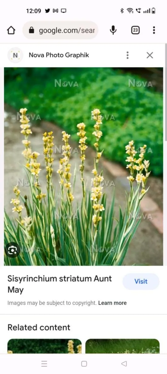 Yellow Mexican satin flower plant
Pale yellow-eyed - Image 4