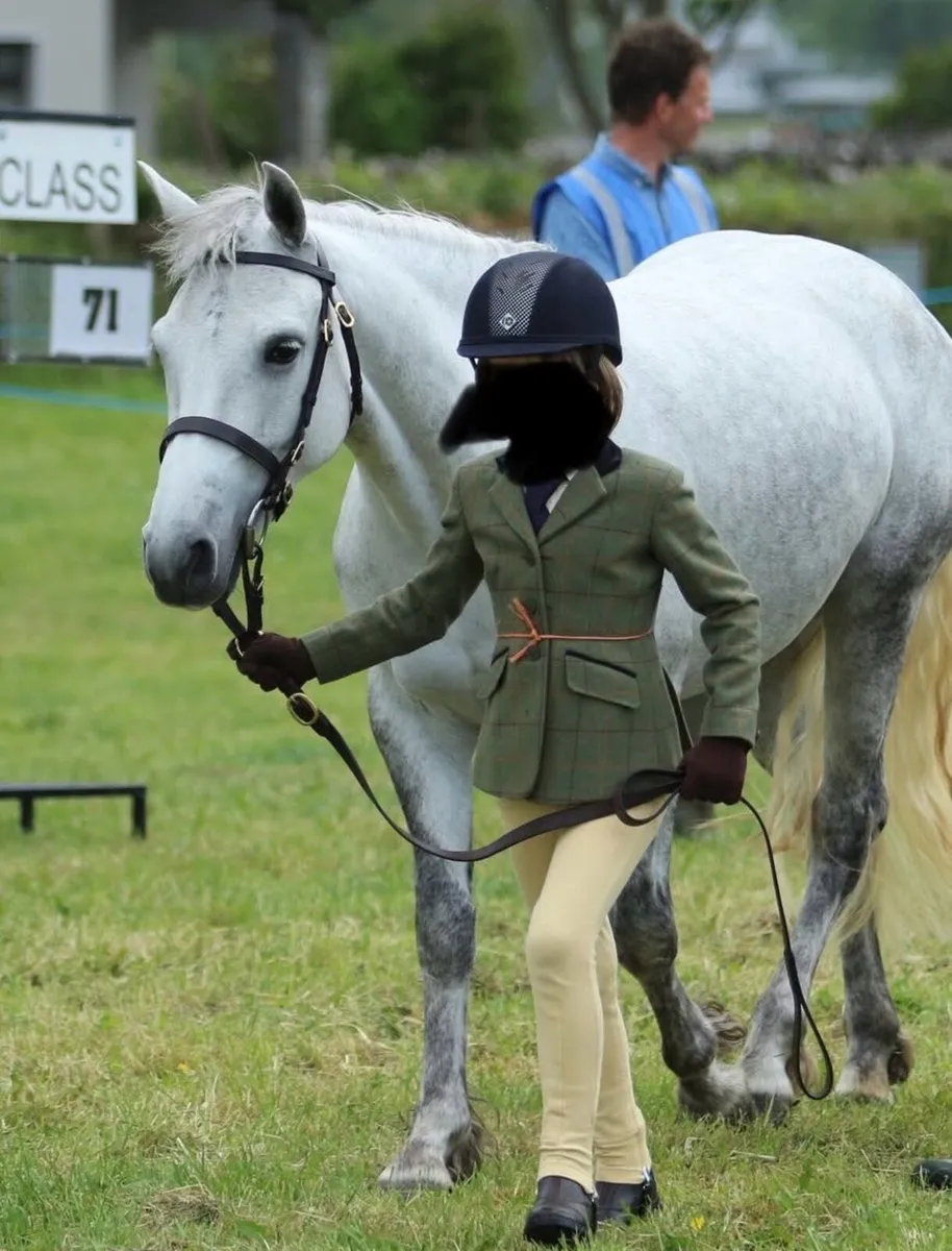 13.2 Class 1 Connemara Mare - Image 2