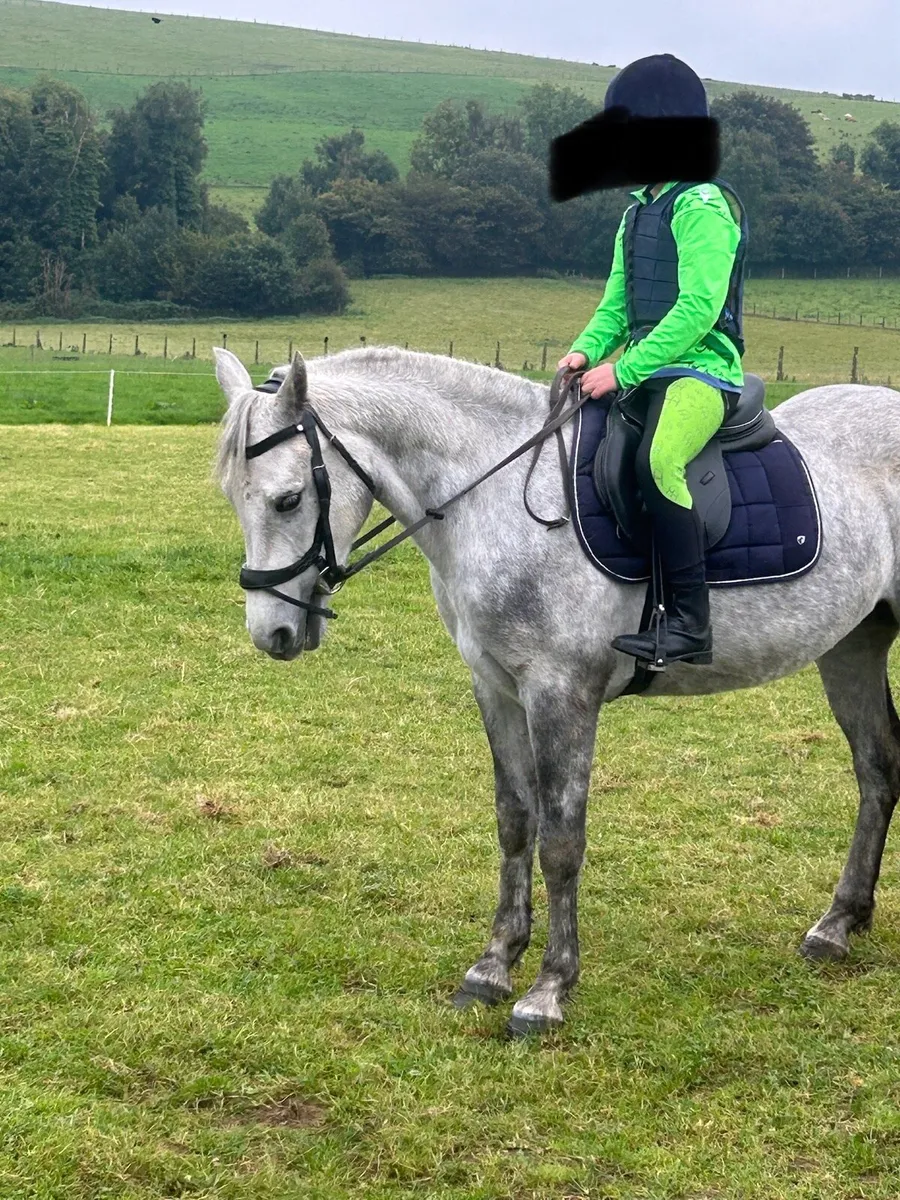 13.2 Class 1 Connemara Mare - Image 1