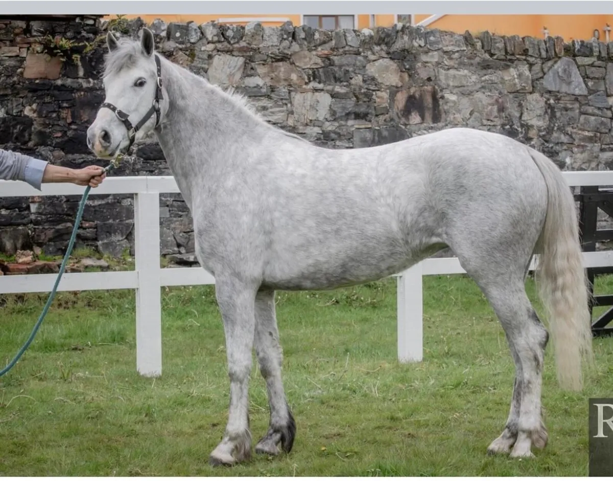 13.2 Class 1 Connemara Mare - Image 4
