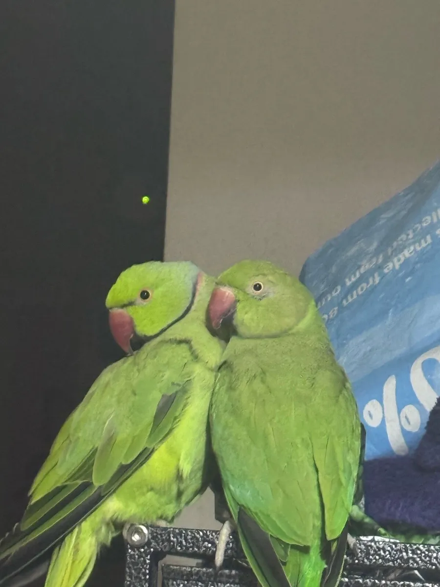 Indian ringneck parrot and Budgie - Image 3