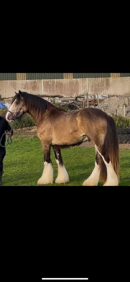 Buckskin Colt for Stud - Image 1