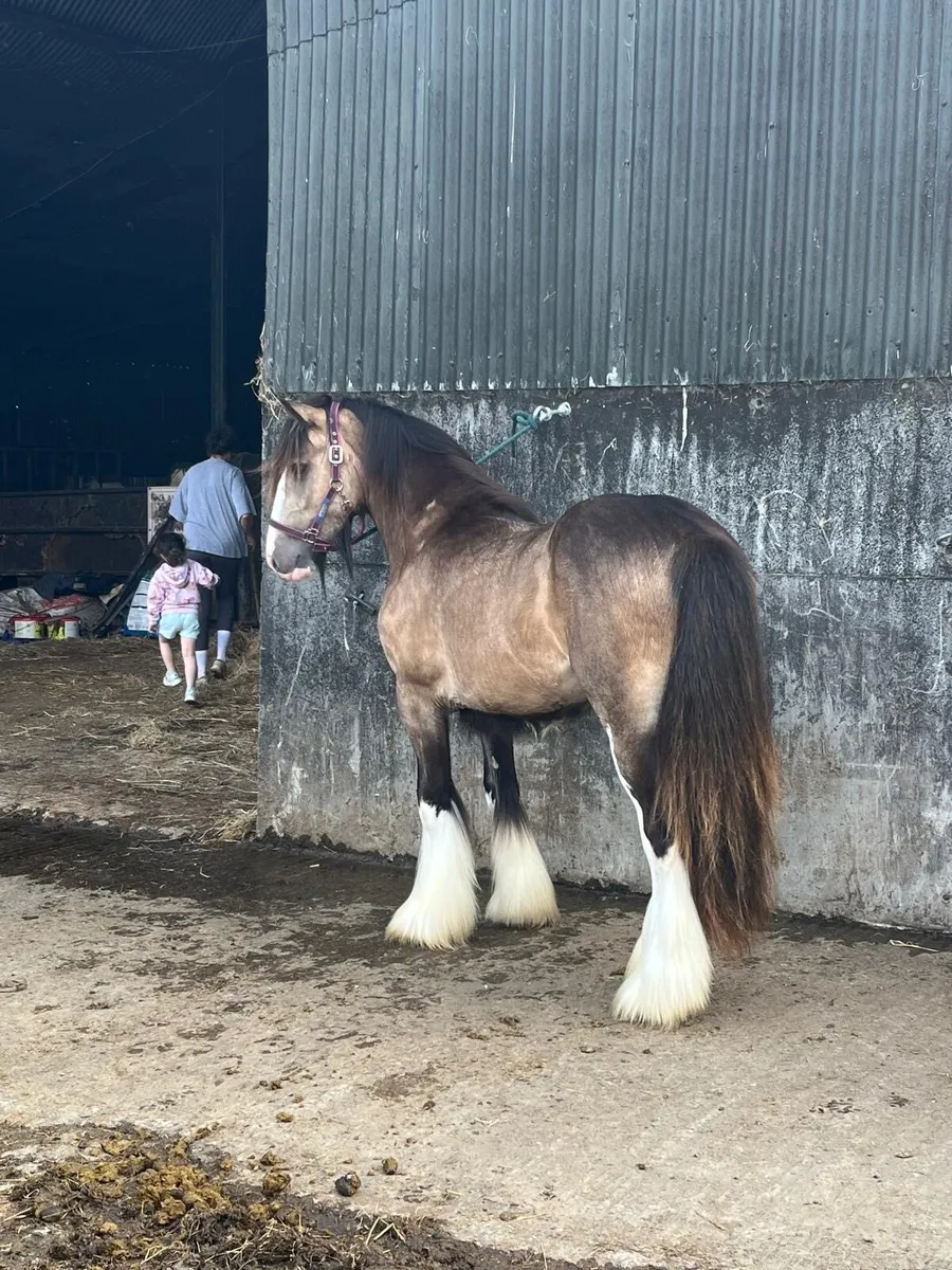 Buckskin Colt for Stud - Image 3