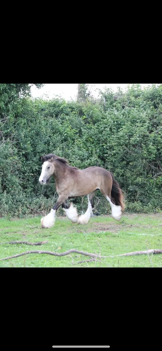 Buckskin Colt for Stud - Image 4