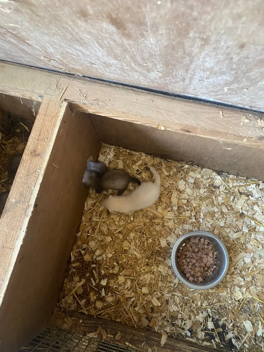 Ferrets - Image 1