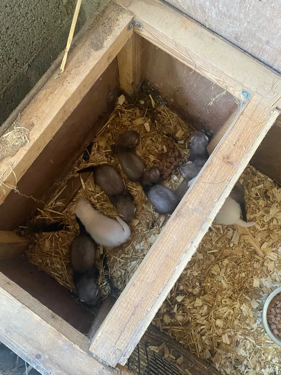 Ferrets - Image 2