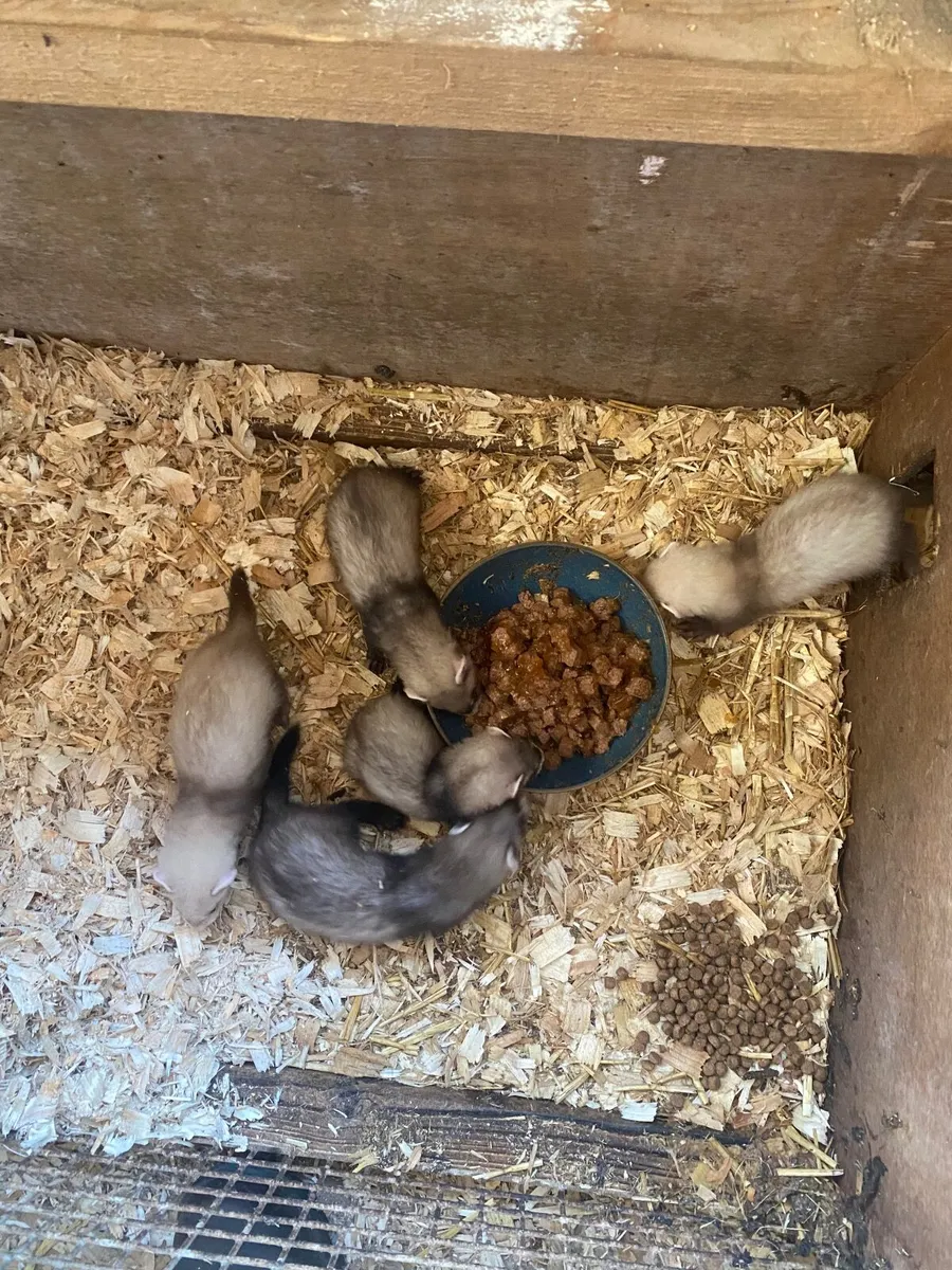 Ferrets - Image 3