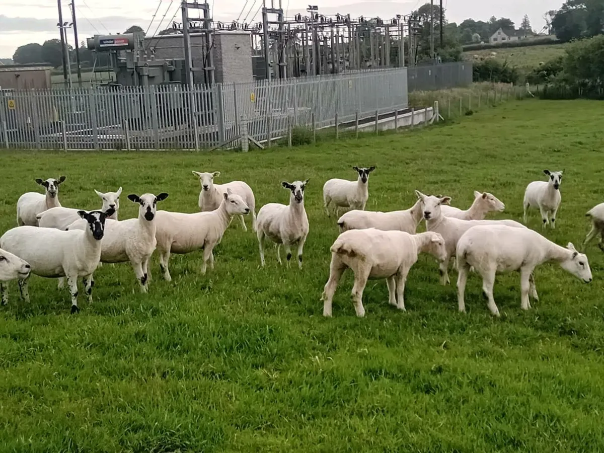 Hoggets - Image 1