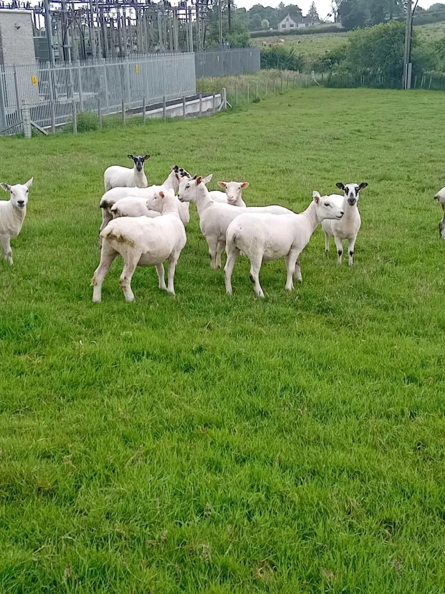 Hoggets - Image 2