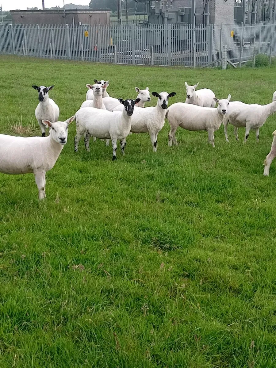 Hoggets - Image 4