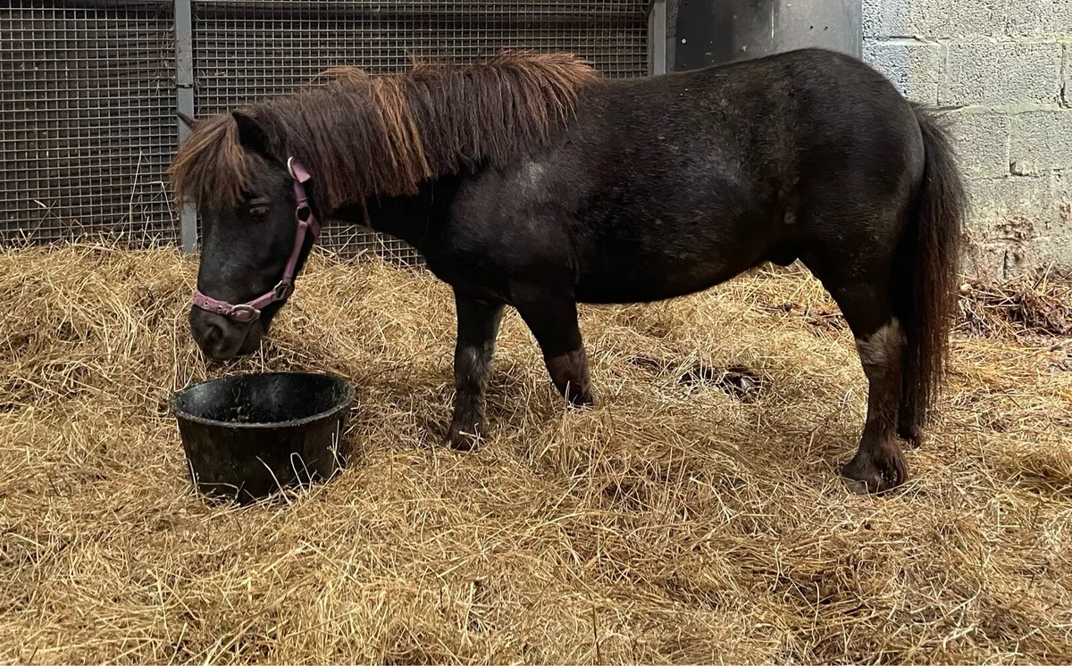 Minature driving pony - Image 1
