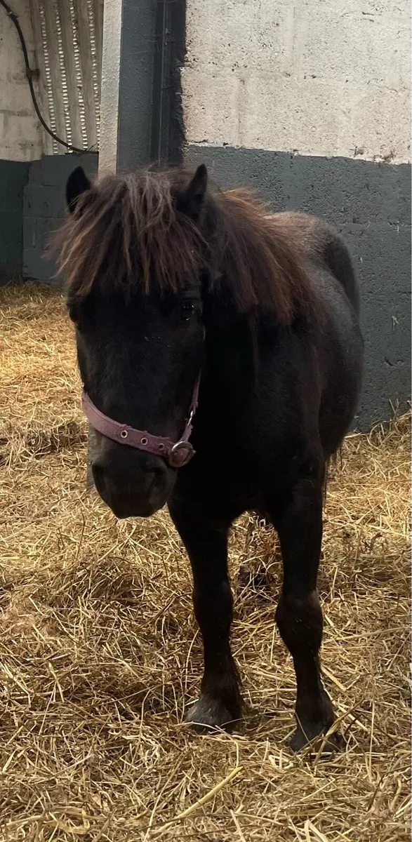 Minature driving pony - Image 2