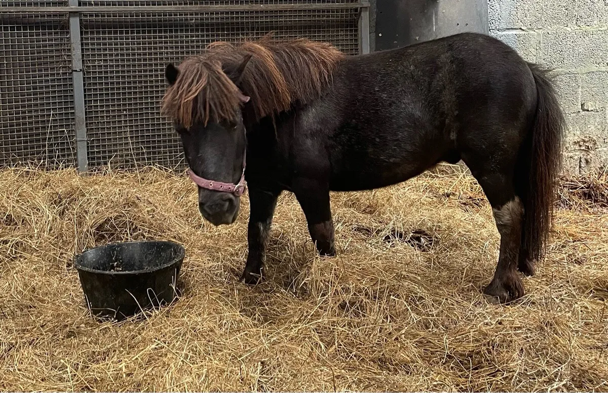 Minature driving pony - Image 4
