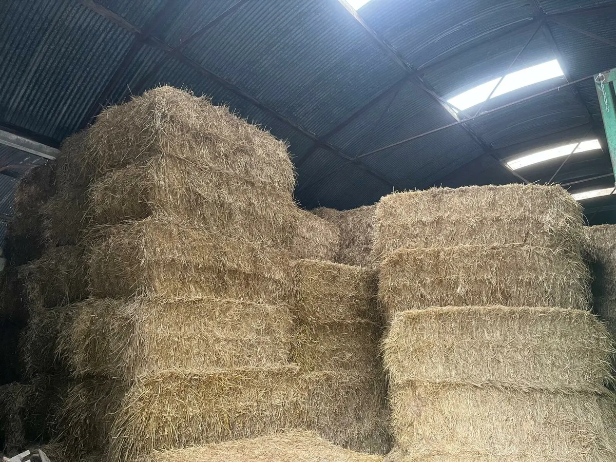 Barley straw - Image 1