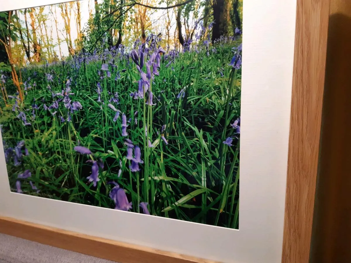 Ballyannan Woods, Midleton - Image 4