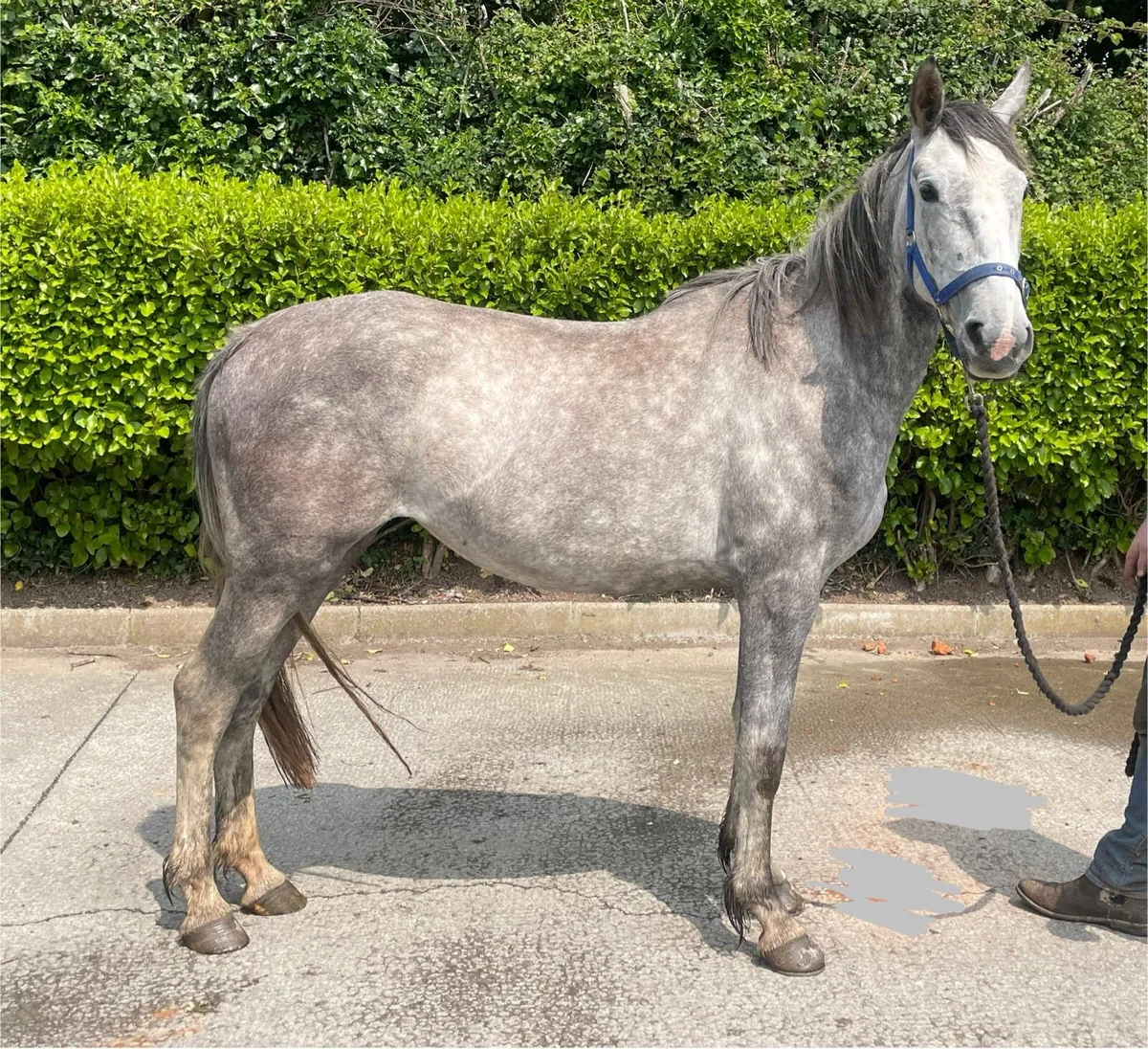 15.1hh filly just broken 3 years old - Image 1