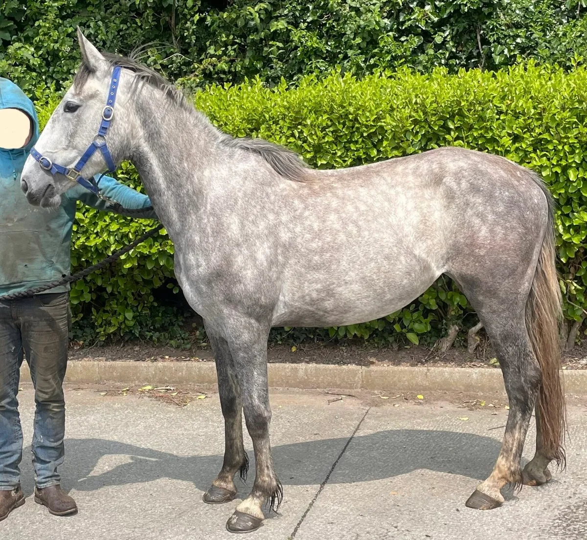 15.1hh filly just broken 3 years old - Image 2