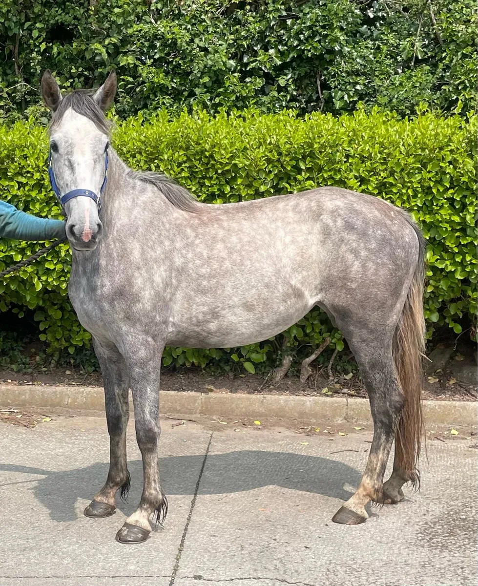 15.1hh filly just broken 3 years old - Image 3