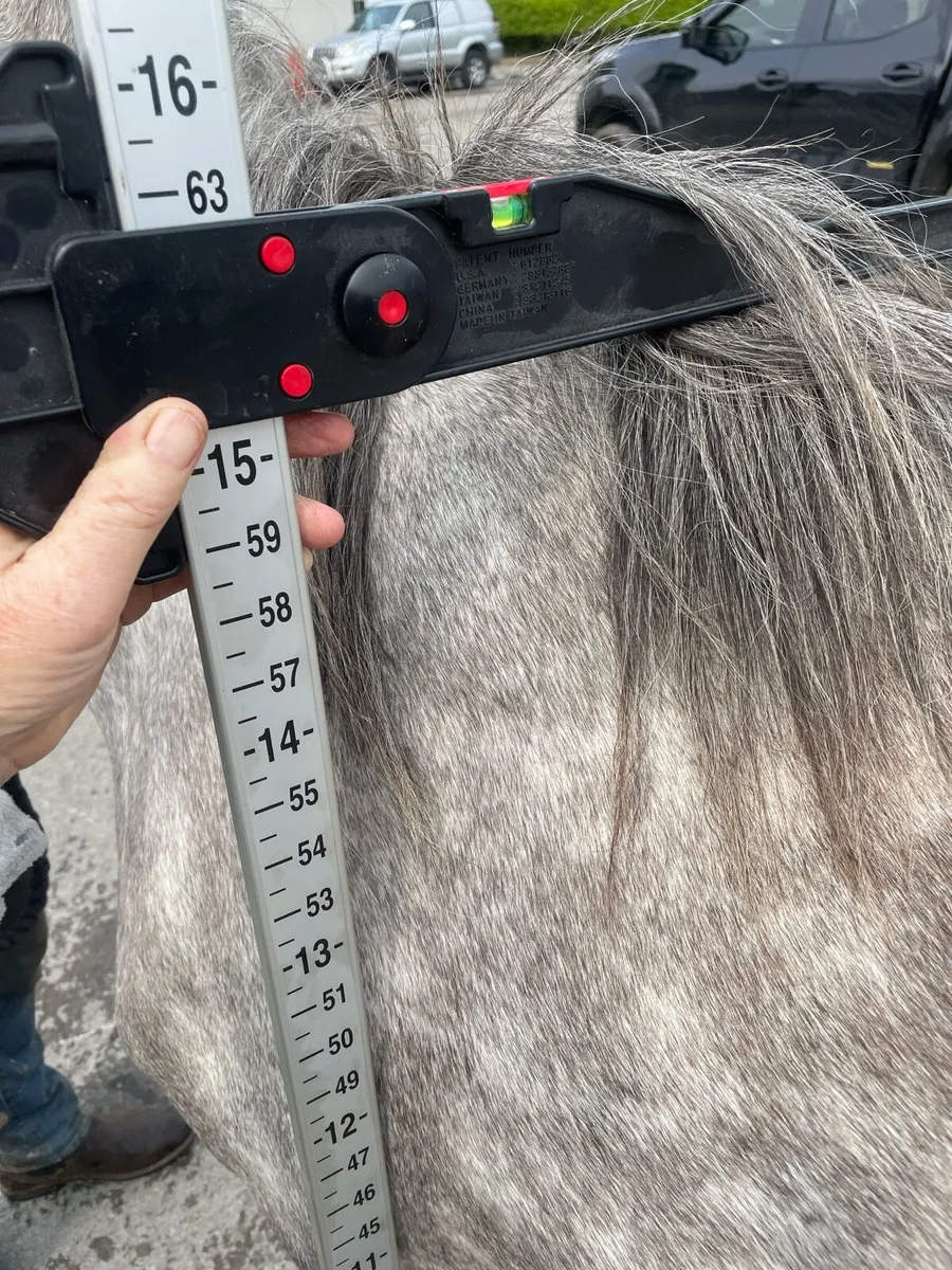 15.1hh filly just broken 3 years old - Image 4