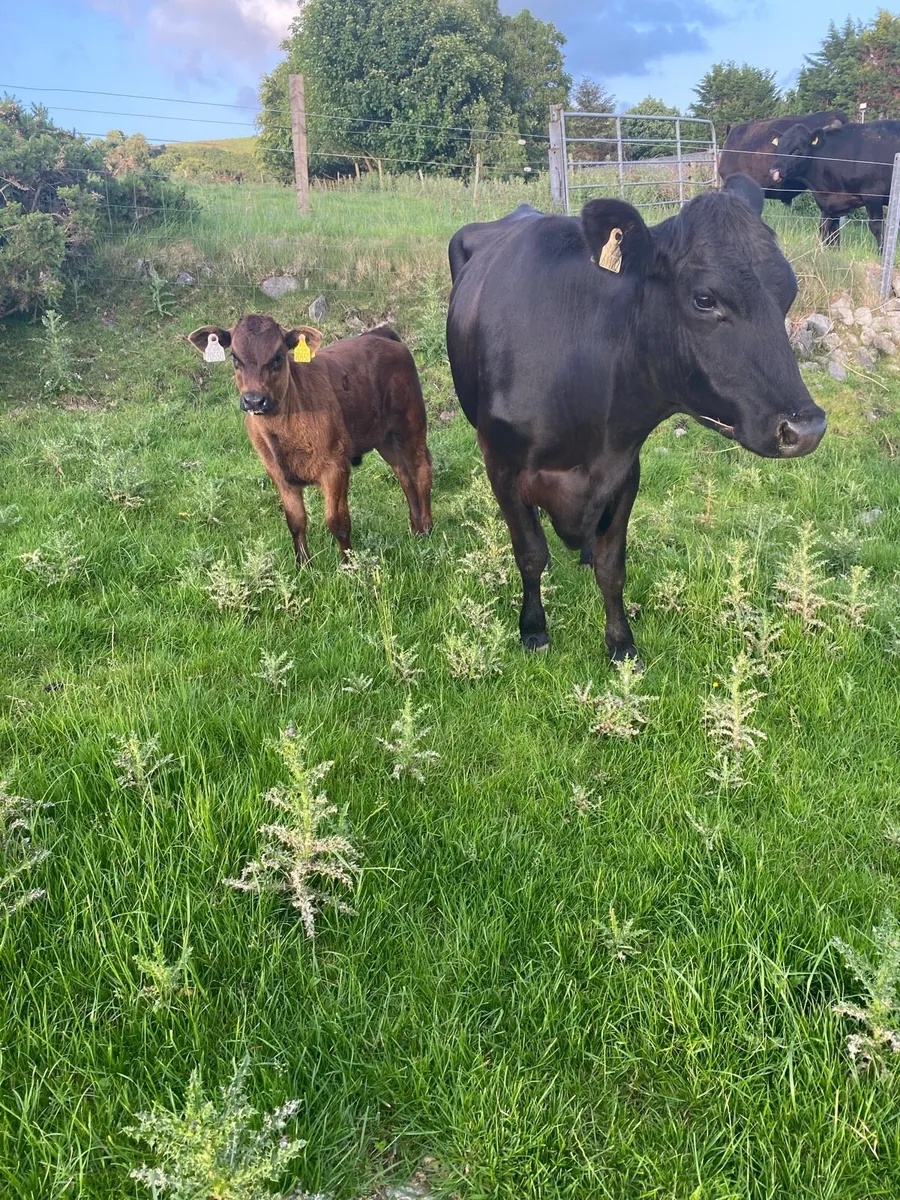 Aa cow and calf - Image 1
