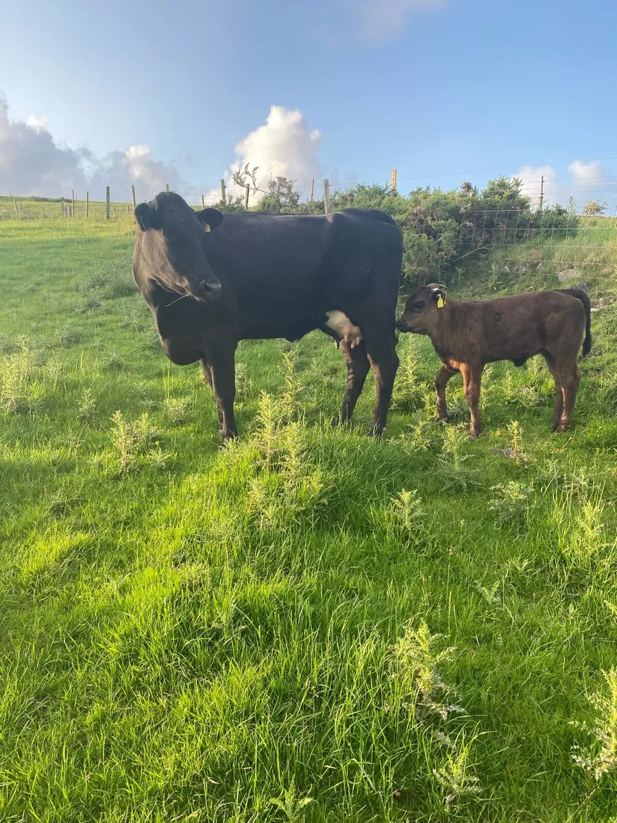 Aa cow and calf - Image 2