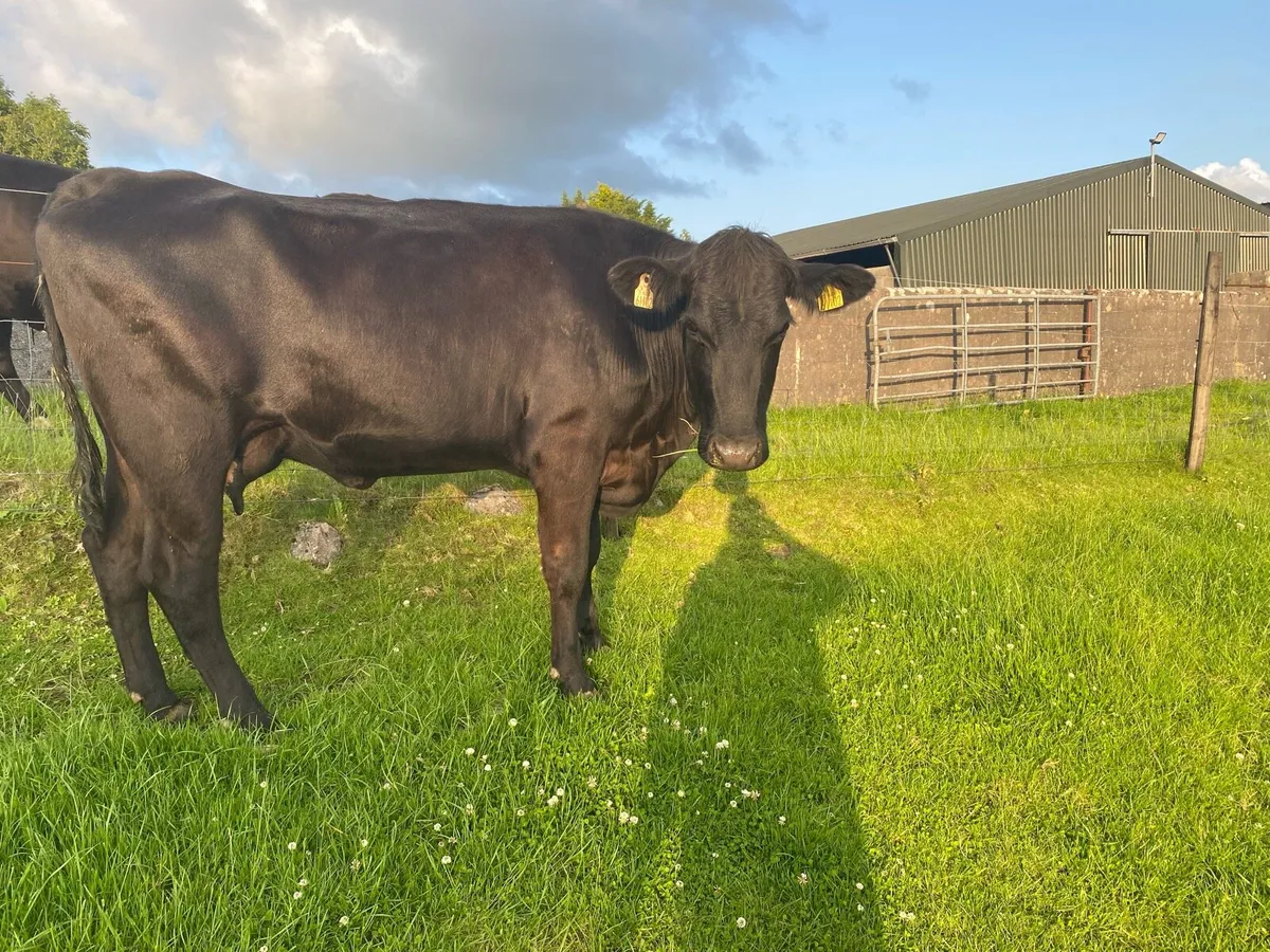 Aa cow and calf - Image 3